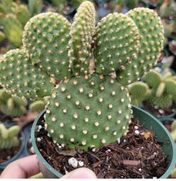  Bunny Ears Cactus Succulents, Many To Choose Form