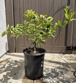 Washington Navel Orange Tree
