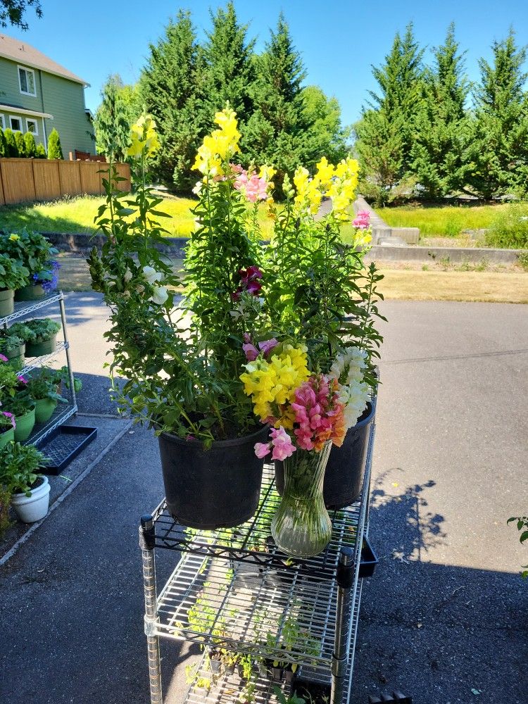 Small Medium & Larger ANNUALS & PERENNIAL FLOWERS - PLANT SALE THIS WEEKEND!  8-16-18