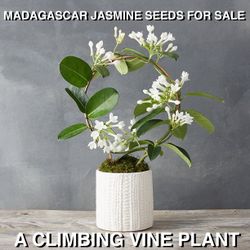 MADAGASCAR JASMINE SEEDS