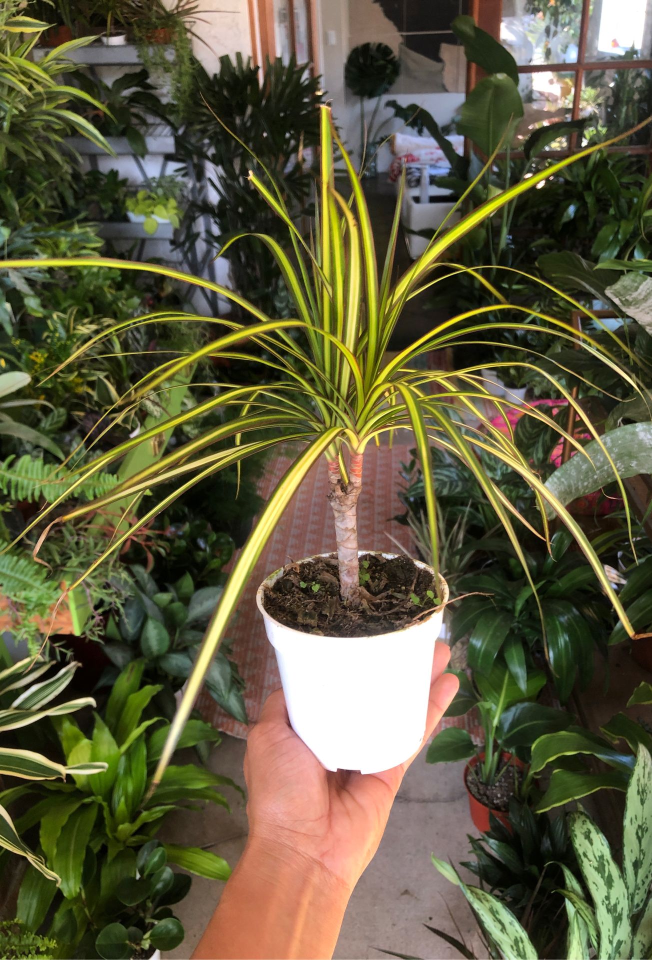 Pending sale✨Dracaena Marginata Cane plant