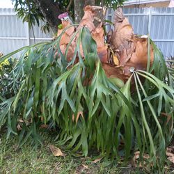 Staghorn Fern  25 Year Old & 15 Ft Diameter Round Circle 250