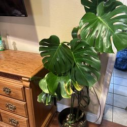 Monstera Swiss Cheese Plant 
