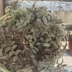 Teddy Bear Plant In Green Plastic Pot