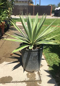 Agave plant