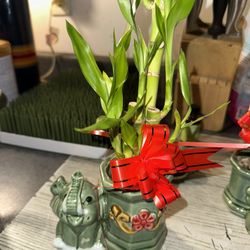 Medium Bamboo Plant With Ceramic Vase 