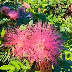 ❤️ Plant: Red Podopours (Calliandra) 