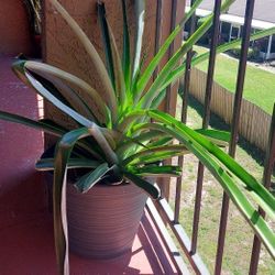 Pineapple Plant w/ Pot