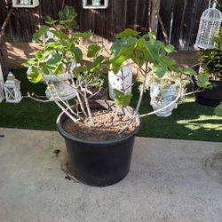 Green Genoa Fig Tree