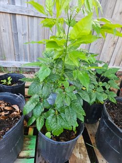Babebuia Purple Tree