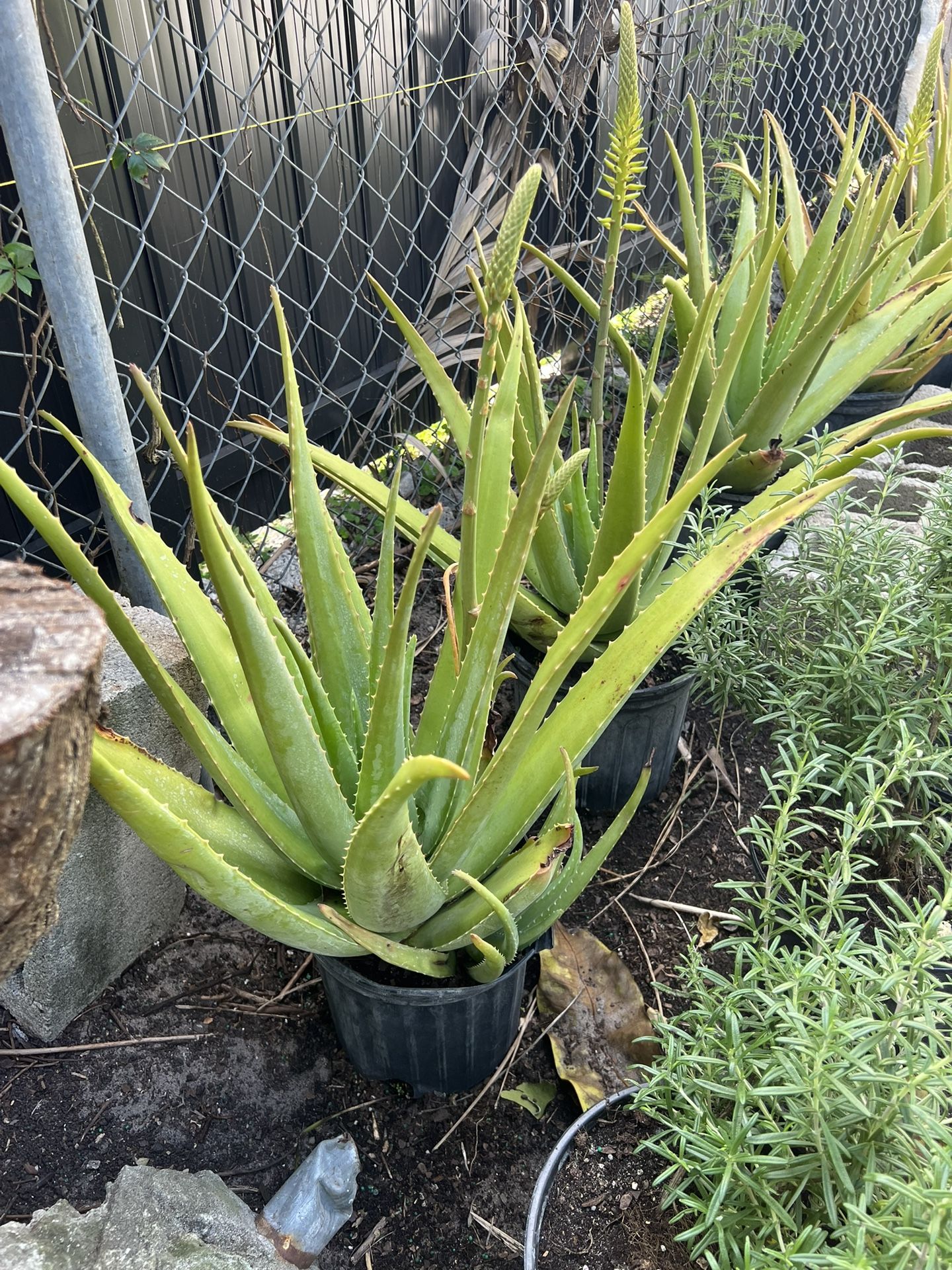 Aloe Vera In 3 gls Pot . SPECIAL PRICE 🤩