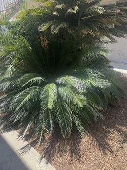 Baby Palm Trees