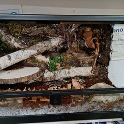 Custom Made 10 Gallon Terrarium 