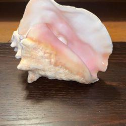 Large Pink Queen Conch Shell – Real Sea Shell