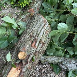 Free Firewood Logs . Unsplit 