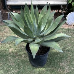 Agave plant