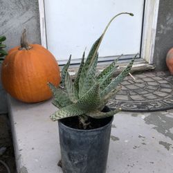 Succulent Plants, Aloes, Cactus. Various Pricing