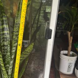 Snake Plant