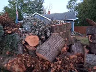 Free Oak Wood