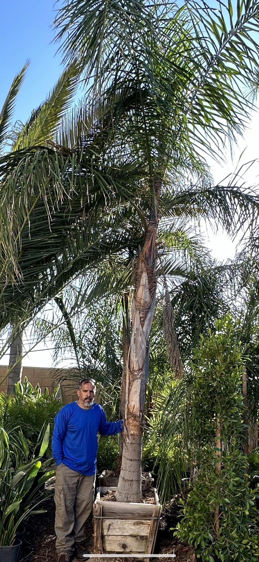 Queen Palms Trees Around 17ft Tall 10” Trunk Diameter