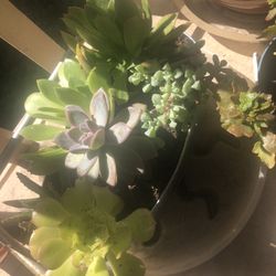 Mixed Succulents 