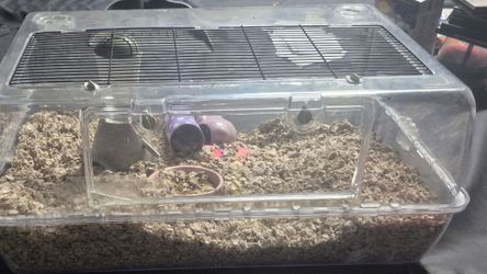 Hamster cage