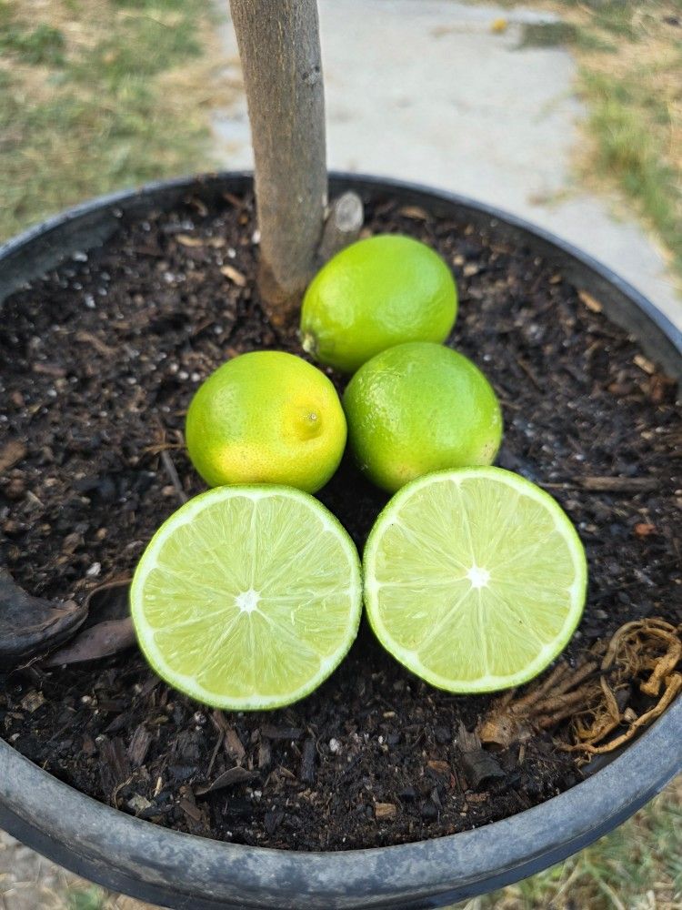 Arbolito De Limon Persa  Sin Semilla