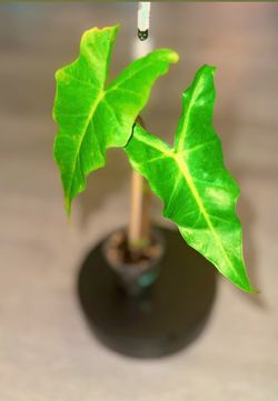 Alocasia Golden Dragon