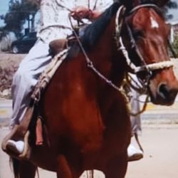 Horse and Cows Caregiver 