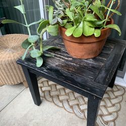 Potted Plants🪴🪴🪴 🪴 *Pls Read Description*