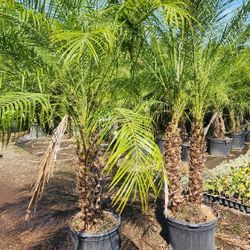 Spectacular Robollinis Palms About 6 Feet Tall!!! Fertilized 