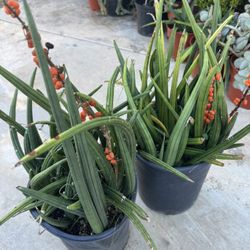 Rare Succulent Plants 