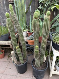 Cactus Plants