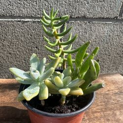 Succulent Plant