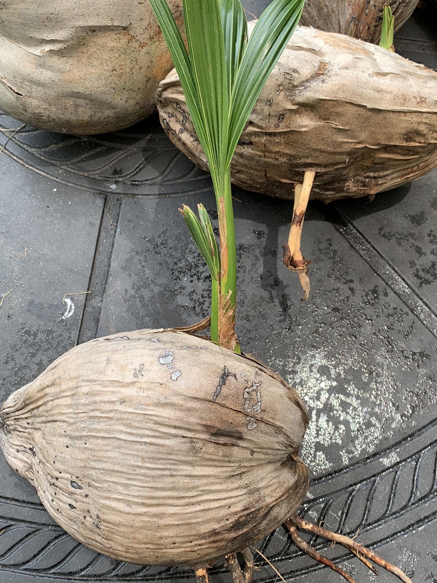 Sprouted Coconut For Growing Tree Or Eating