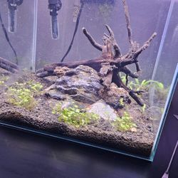 15 Gallon Planted Tank 