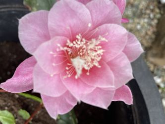 Rare Pink. Epithelium. Plant Cuttings