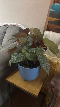 Begonia plant