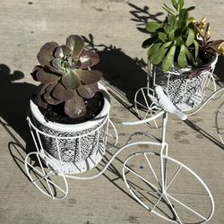 Succulent In Metal Bike Planter 