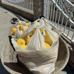 Lemons one big bag for $10