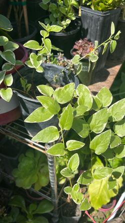 Vinca Major Purple Color Hanging Pot