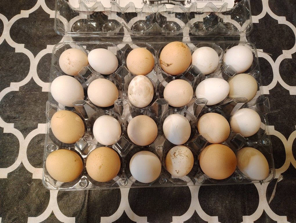 Fresh Chicken Eggs