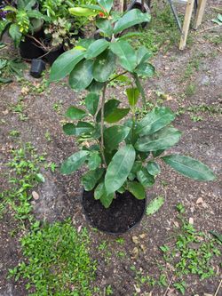 Guanábana planta