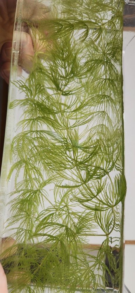 Hornwort - Aquarium Plant