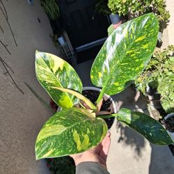 RARE. Philodendron Green Congo Variegated Plant $48