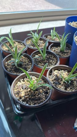 Spider Plants And Loofah Plants