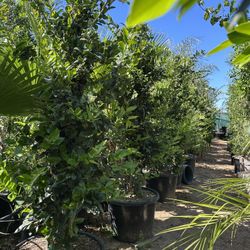 Ligustrum japonicum, Waxleaf Privet Hedges plant, 15gal 