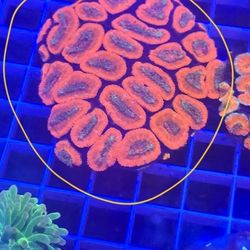 Ornamental Corals For Sale In Lake Worth Beach F.L 