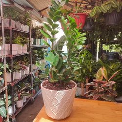 ZZ Indoor Plant
