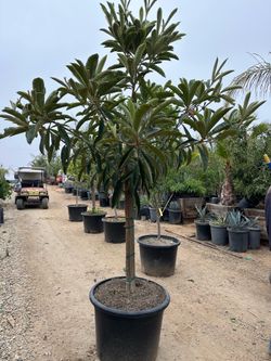 Loquat fruit tree, nispero mispero Japanese plum fruit tree 25gal